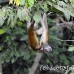 monkey_squirrel_common_la_h_0697_ecu2690.jpg